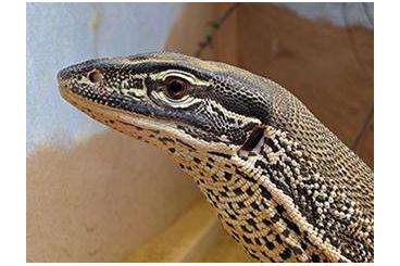 Monitor lizards kaufen und verkaufen Photo: Suche Arguswaran Jungtier! Varanus panoptes horni