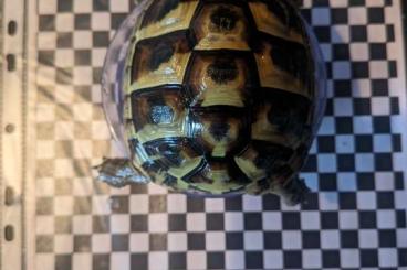 Landschildkröten kaufen und verkaufen Foto:  2 Griechische Landschildkröten 