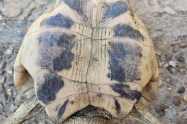 Tortoises kaufen und verkaufen Photo: Griechische Landschildkröte 