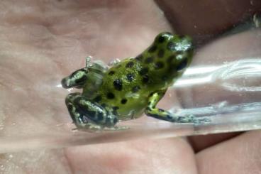 Poison dart frogs kaufen und verkaufen Photo: Oophaga pumilio colon - for Hamm (11.03.23)