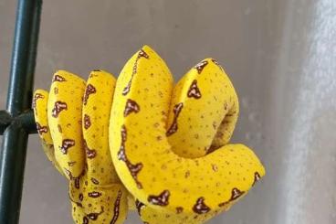 Pythons kaufen und verkaufen Foto: 0,0,2 Morelia viridis High Yellow King Line 