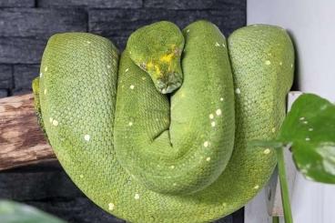 Snakes kaufen und verkaufen Photo: 0,0,2 Morelia viridis Wameniak 