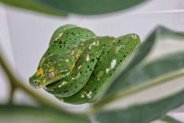 Pythons kaufen und verkaufen Foto: Morelia viridis melanistic 