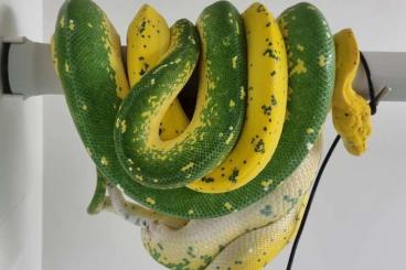 Pythons kaufen und verkaufen Photo: 0,0,1 Morelia viridis High Yellow King Line ENZ 03/2024 Baumpython