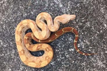 Boas kaufen und verkaufen Photo: 2018 1.0 Caramel Albino Boa Imperator