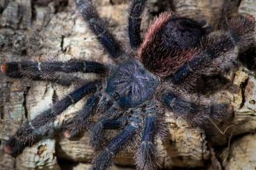 Vogelspinnen kaufen und verkaufen Foto: Spiders for sale ( Hamm, shipping)