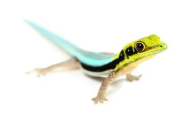 Geckos kaufen und verkaufen Foto: Suche Phelsuma Klemmeri Gecko