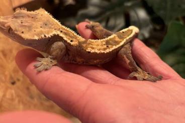 Geckos kaufen und verkaufen Foto: Kronengecko männlich  Harlekin Färbung 