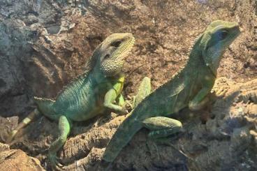 Agama kaufen und verkaufen Photo: 3 Wasseragamen Babys ( Männchen und Weibchen)