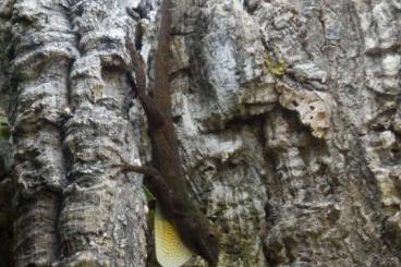 other lizards kaufen und verkaufen Photo: 1-0-1 Anolis distichus ignigularis 