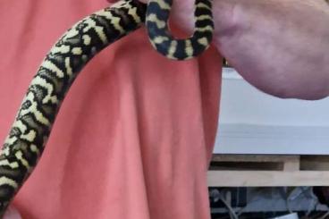 Pythons kaufen und verkaufen Photo: 1.0 Bredli-Cheynei Mix 2019