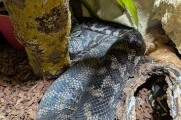 Pythons kaufen und verkaufen Foto: Teppichpython Weibchen - Morelia spilota ssp