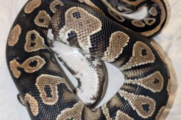 Pythons kaufen und verkaufen Foto: Verkaufe 1.2 Königspython Farbmorph