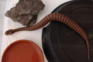 Venomous snakes kaufen und verkaufen Photo: 0.5 acanthophis antarcticus sydney red 