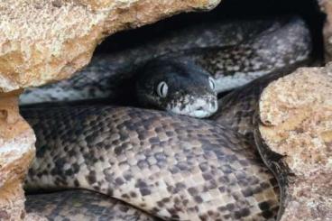 Snakes kaufen und verkaufen Photo: Liasis savuensis - savu python 