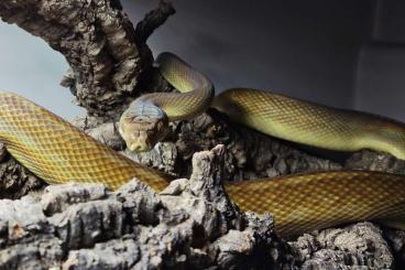 Pythons kaufen und verkaufen Photo: Simalia amethistina Southern type