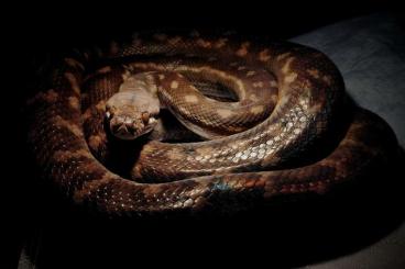 Pythons kaufen und verkaufen Photo: OFFER Simalia nauta - Tanimbar python Pythons kaufen und verkaufen Photo: OFFER Simalia nauta - Tanimbar python