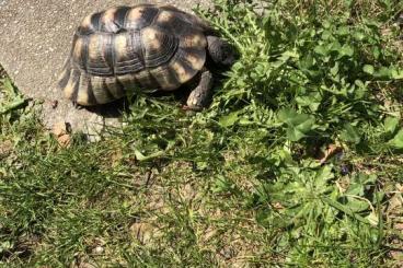 Tortoises kaufen und verkaufen Photo: Adulte Landschildkröten zur abgabe