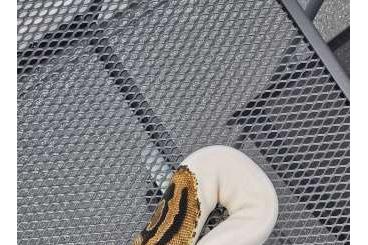 Königspythons kaufen und verkaufen Foto: 1.0 Piebald Königspython 150 € VB