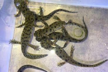 newts and salamanders kaufen und verkaufen Photo: Offspring Pleurodeles Nebulosus  Or Algerian ribbed newt. 