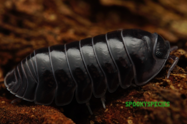 Krebstiere terrestrisch  kaufen und verkaufen Foto: Interesting Isopods and roaches Hamm 14.12