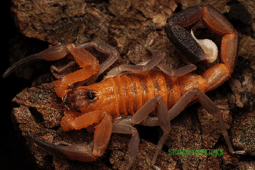 Skorpione kaufen und verkaufen Foto: Babycurus, Heteroctenus, Teruelius 14.10 Hamm