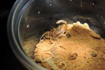Scorpions kaufen und verkaufen Photo: Leiurus macroctenus and more buthidae Scorpions kaufen und verkaufen Photo: Leiurus macroctenus and more buthidae