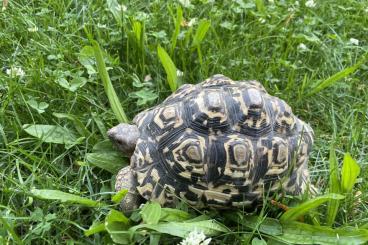 Tortoises kaufen und verkaufen Photo: Pantherschildkröte männlich 