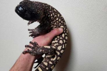 andere Echsen kaufen und verkaufen Photo: Heloderma horridum (beaded lizard) andere Echsen kaufen und verkaufen Photo: Heloderma horridum (beaded lizard)