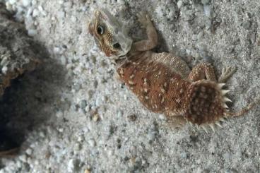 Echsen  kaufen und verkaufen Foto: 4.2 Xenagama Taylori ENZ 08/24 