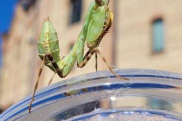 Insects kaufen und verkaufen Photo: Deroplatys lobata, pnigomantis medioconstricta