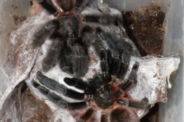 - bird spiders kaufen und verkaufen Photo: Offer for Exotica 09.03-04.