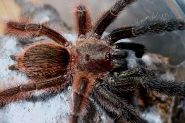 - bird spiders kaufen und verkaufen Photo: Spiders for sale, pickup in Wienerneustadt at Exotica sept. 02-03.