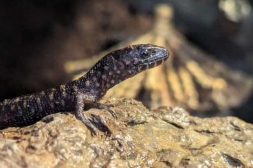 Lizards kaufen und verkaufen Photo: Lepidophyma flavimaculatum (Krokodil-Nachtechse)