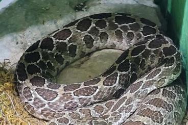 Venomous snakes kaufen und verkaufen Photo: 1,0 Crotalus polystictus cb19 