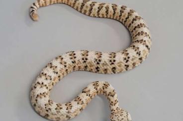 Giftschlangen kaufen und verkaufen Foto: Crotalus mitchellii pyrrhus cb24 