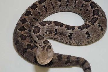 Giftschlangen kaufen und verkaufen Foto: 1,0 Crotalus brunneus cb15