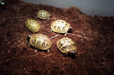 Tortoises kaufen und verkaufen Photo: Verkaufe Griechische Landschildkröten Nachzucht 2020 und 2022