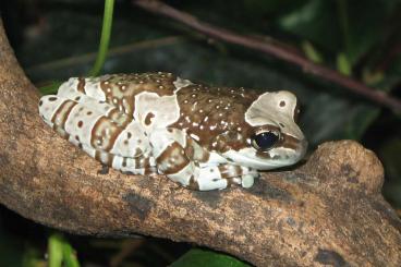 frogs kaufen und verkaufen Photo: Trachycephalus resinifictrix