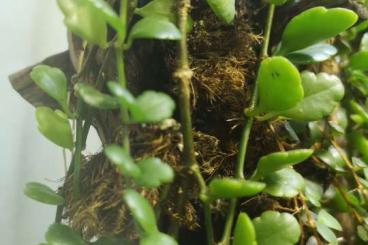 Other kaufen und verkaufen Photo: Kalanchoe uniflora Ableger, Pflanze fürs Terrarium