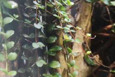 Other kaufen und verkaufen Photo: Medinilla sedifolia Ableger, Pflanze fürs Terrarium