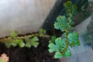 Other kaufen und verkaufen Photo: Selaginella uncinata Ableger, Pflanze fürs Terrarium