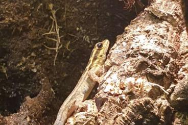Geckos kaufen und verkaufen Photo: Biete/Tausche Lygodactylus Kimhowelli 