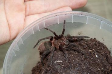 - bird spiders kaufen und verkaufen Photo: Diverse Vogelspinnen zum Verkauf 