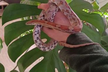 Lizards kaufen und verkaufen Photo: Bestandsauflösung, Coleonyx, Kornnatter, Leopardgecko und Terrarien