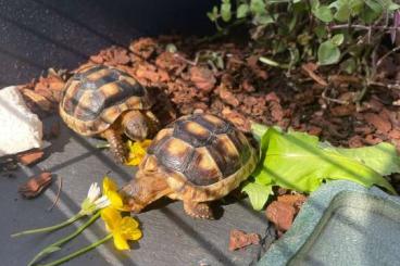 Landschildkröten kaufen und verkaufen Foto: Breitrand Schildkröten mit Cites 