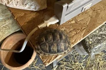 Tortoises kaufen und verkaufen Photo: Breitrand Schildkröten von 2023 