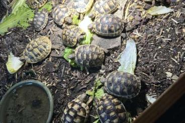 Landschildkröten kaufen und verkaufen Foto: Breitrand Schildkröten aus 2023