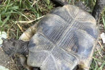 Tortoises kaufen und verkaufen Photo: Pärchen Adulte Maurische Landschildkröten 