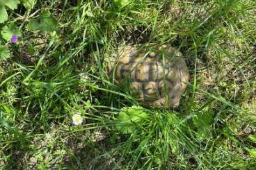 Landschildkröten kaufen und verkaufen Foto: Gruppe Griechische Landschildkröten mit Cites 